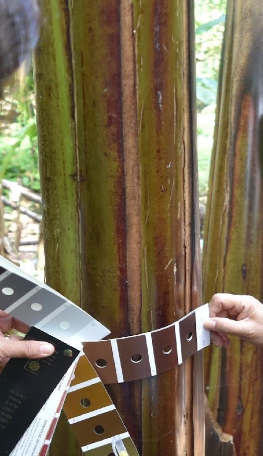 Abuab Psuedostem Color